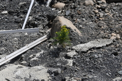 Descurainia sophioides