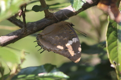 Charaxes cithaeron