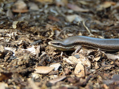 Marisora lineola