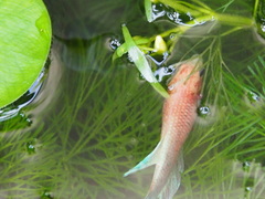 Betta splendens