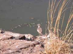Burhinus indicus