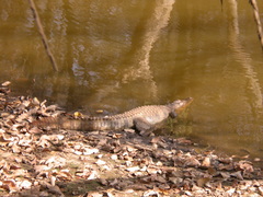 Crocodylus palustris