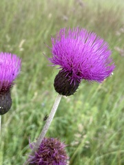 Cirsium heterophyllum