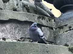 Columba livia domestica