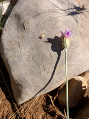 Xeranthemum cylindraceum
