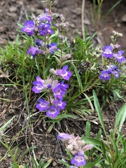 Penstemon gormanii