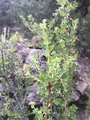 Ribes leptanthum