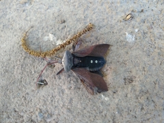 Acanthocephala declivis