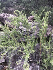 Ribes leptanthum