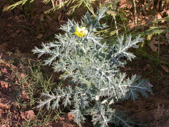 Argemone mexicana