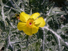 Argemone mexicana