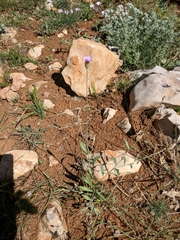Xeranthemum cylindraceum