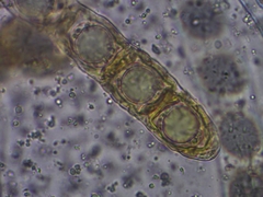 Hydnotrya cubispora