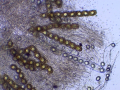 Hydnotrya cubispora