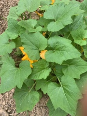 Cucurbita maxima