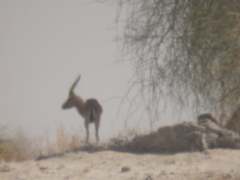 Gazella bennettii