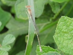 Pseudagrion spencei