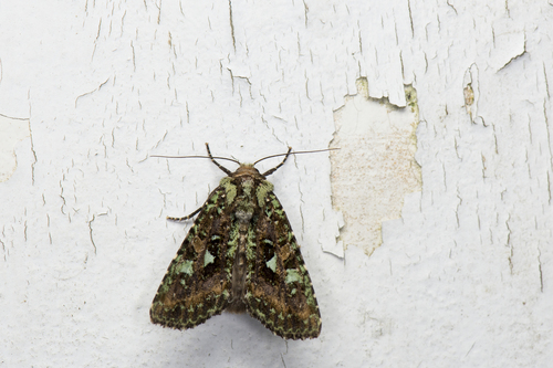 Euplexidia exotica