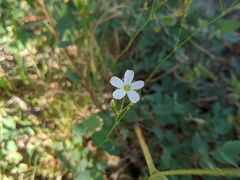 Eremogone ferrisiae