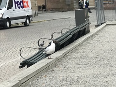 Chroicocephalus ridibundus