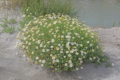 Anthemis maritima