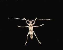 Elytrimitatrix undata