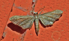 Protoproutia laredoata