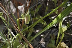 Dionaea muscipula