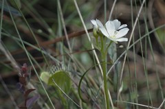 Dionaea muscipula