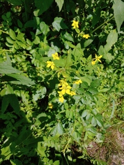 Lysimachia ciliata