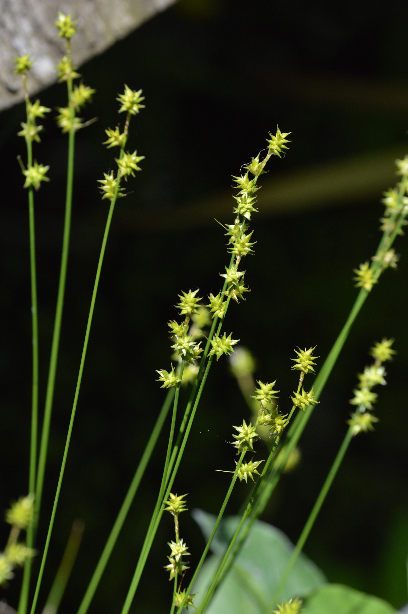 Carex interior