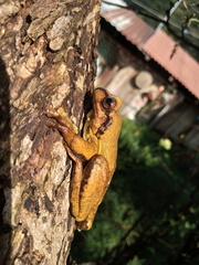 Mourning Tree Frog photo 3