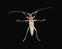 Elytrimitatrix undata
