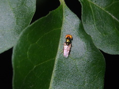 Microchrysa flaviventris