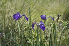 Iris tridentata