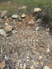 Euphydryas editha bayensis