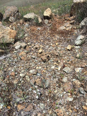 Euphydryas editha bayensis