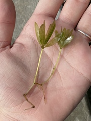 Halophila engelmannii