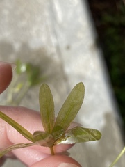 Halophila engelmannii