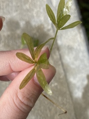 Halophila engelmannii