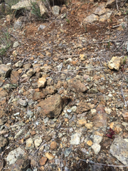 Euphydryas editha bayensis