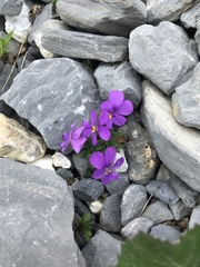 Viola cenisia