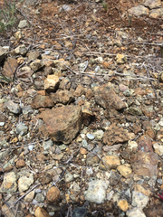 Euphydryas editha bayensis