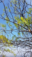 Pseudosmodingium andrieuxii