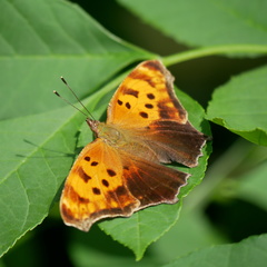 Polygonia comma