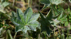 Alchemilla altaica