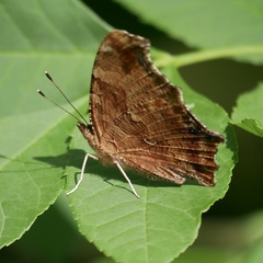 Polygonia comma
