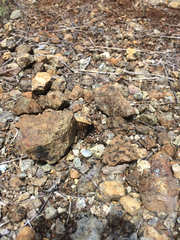 Euphydryas editha bayensis