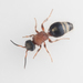 Smicromyrme rufipes - Photo (c) Andreas Bennetsen Boe, some rights reserved (CC BY-NC-ND), uploaded by Andreas Bennetsen Boe