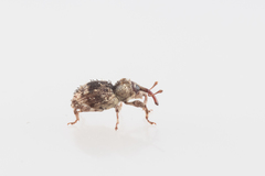 Trachodes hispidus